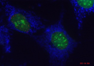 PML Movie 17: SK-N-SH cells transfected with PML-DsRed (red) and then stained with Mitotracker Red (blue) and Hoechst (green). 