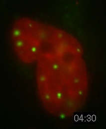 PML Movie 11: SK-N-SH transfected with PML. An SK-N-SH human neuroblastoma cells transfected with PML-DsRed (green) and counterstained with Hoechst to visualize the chromatin (red).
