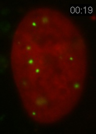 PML Movie 12: SK-N-SH transfected with PML. An SK-N-SH human neuroblastoma cells transfected with PML-DsRed (green) and counterstained with Hoechst to visualize the chromatin (red).