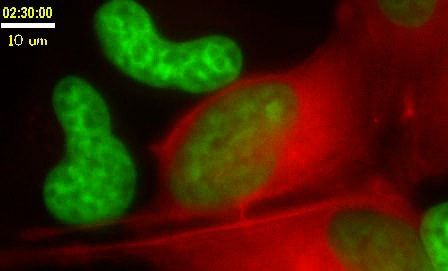 Chromatin Movie 13: HeLa cells transfected with GFP-actin (red) and stained with Hoechst. The cells apoptose at the end of the timelapse.