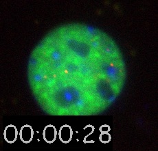 Nanospheres Movie 8: DNA is blue, 40 nm spheres are red, and SC35-GFP is green. 