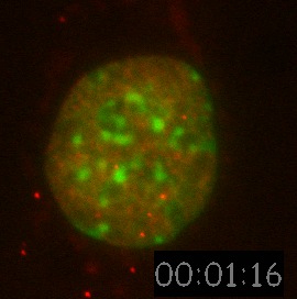 Nanospheres Movie 10: Hoechst is green, Rhodamine dCTP labelled euchromatin is red. 40 nm spheres are also red. 