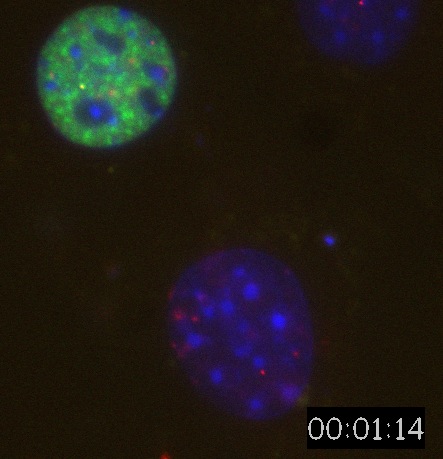 Nanospheres Movie 11: DNA is blue, 40 nm spheres are red, SC35-GFP is green. 