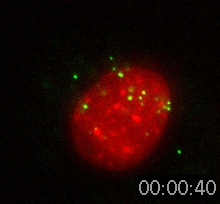 Nanospheres Movie 19: 40 nm spheres are green, DNA is red. 