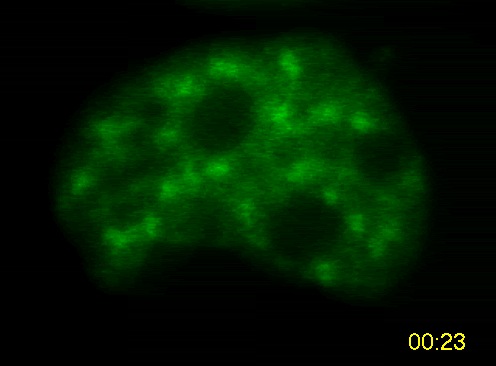 SFC Movie 1: HeLa cell nucleus expressing SC35-GFP. Elapsed time is in minutes and seconds
