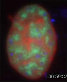 SFC Movie 4: COS cells transfected with SC35-GFP (green) and PML DsRed (blue). DNA is shown in red. 