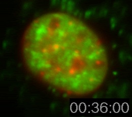SFC Movie 5: Mouse fibroblast transfected with SC35-GFP (green). DNA is also shown (red).