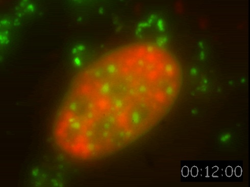 SFC Movie 6: Mouse fibroblast cell transfected with SC35-GFP (red) and stained for DNA (green).